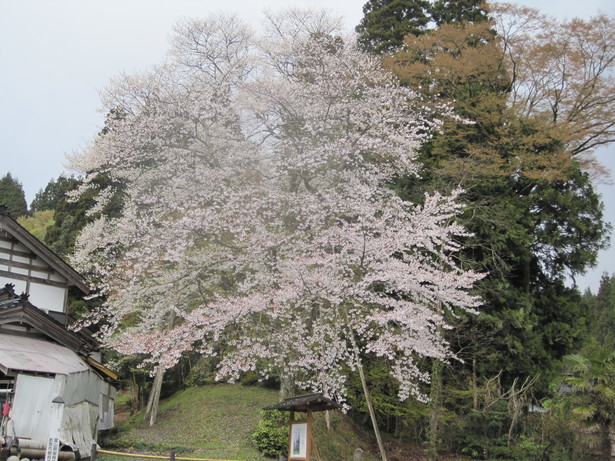 駒つなぎ桜写真