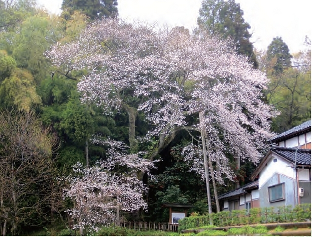 余川古寺の桜の全景写真