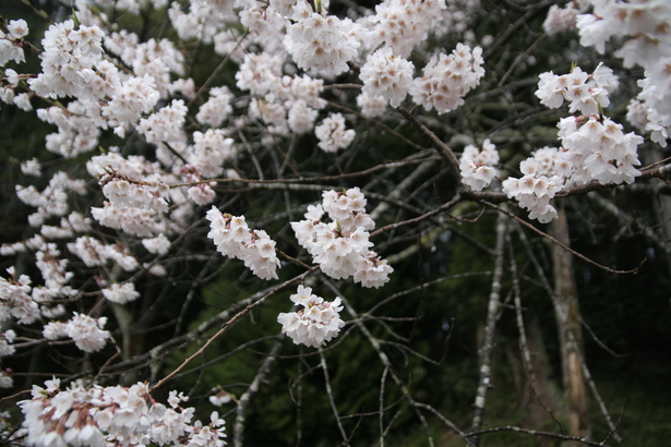余川古寺の桜写真