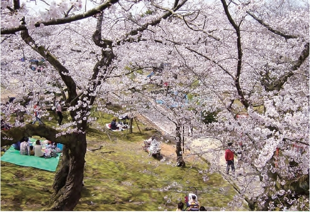 満開の桜の下で花見を楽しむ人の様子