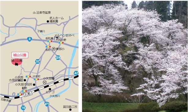 （左）アクセス地図（右）満開の桜の様子