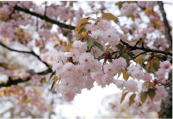 てまり桜のアップ写真