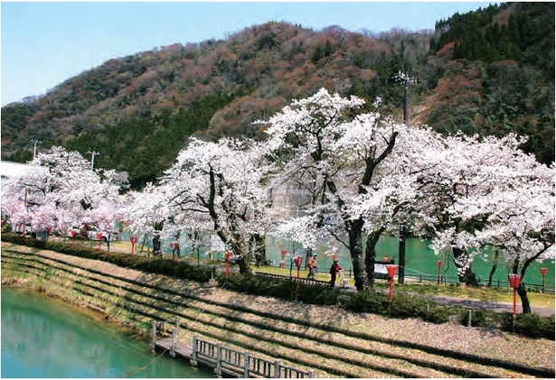 桜並木の画像