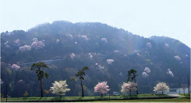 山々に咲き誇る桜