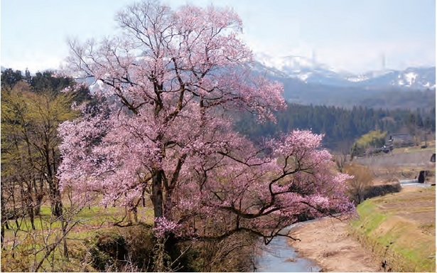 開花間もないピンク色の花をつけるエドヒガン