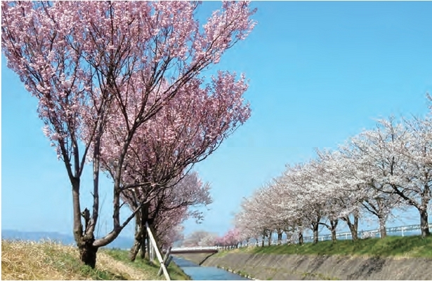 大門川の両岸に咲く桜並木の様子1