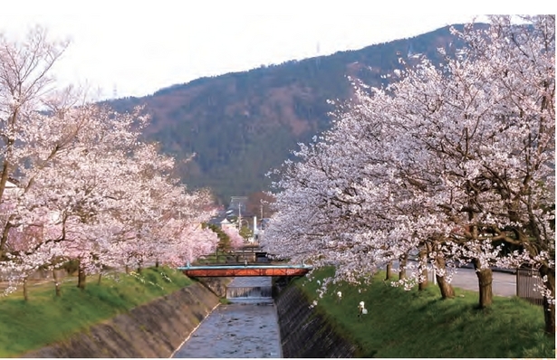 大門川の両岸に咲く桜並木の様子2