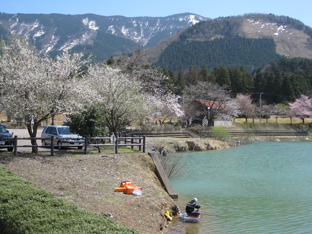 湖畔の桜の様子