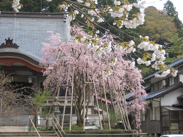 安居寺と満開のしだれ桜の古木