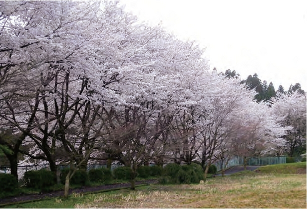 桜並木の画像