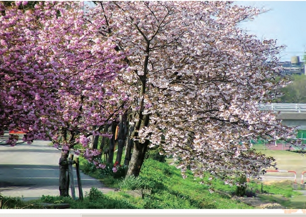 道路沿いの桜並木の様子