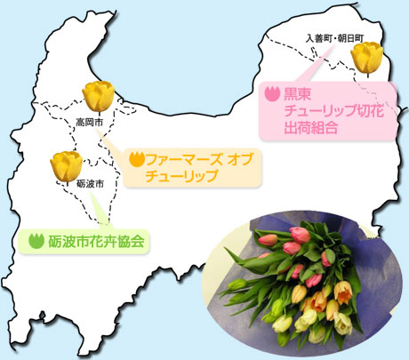 富山県内のチューリップ切花産地