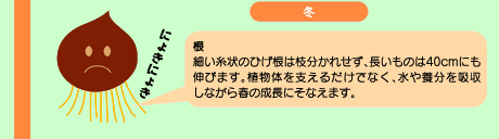 チューリップの植付けから開花まで2