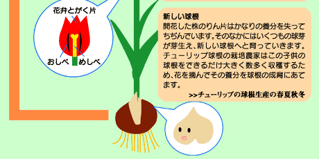 チューリップの植付けから開花まで6