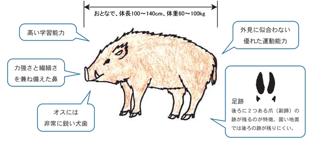 イノシシの生態(1)