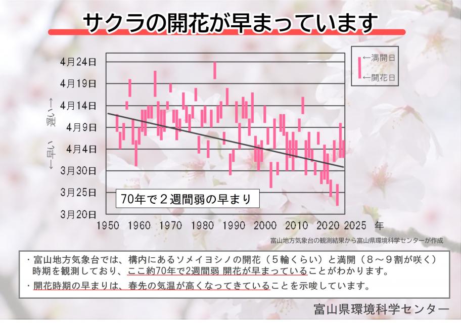 サクラの開花が早まっています
